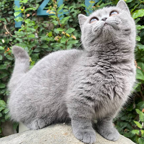 Mèo Munchkin lông xám nhìn lên trời khi đứng trên tảng đá.