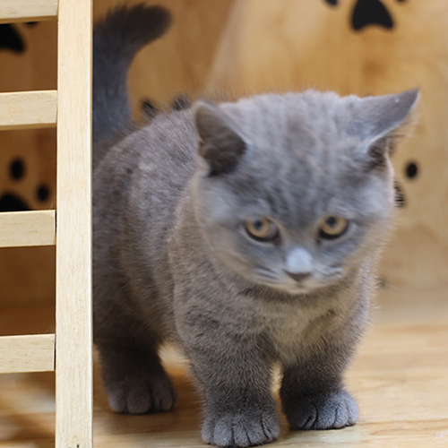 Mèo Munchkin chân ngắn màu xám xanh đáng yêu và khỏe mạnh.