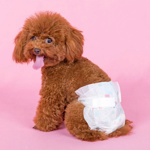 Chó Poodle nhỏ mặc bỉm dành cho chó cái