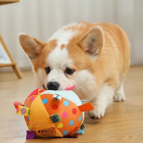 Chó Corgi chơi đồ chơi mềm hình bóng tròn nhiều màu