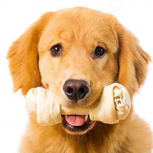Chó Golden Retriever ngậm xương gặm an toàn giúp làm sạch răng và bổ sung canxi