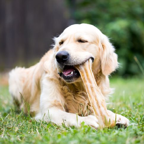 Golden Retriever đang gặm xương da bò lớn ngoài trời