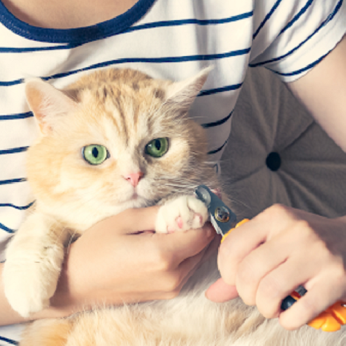 Người đang cắt móng cho mèo màu vàng cam