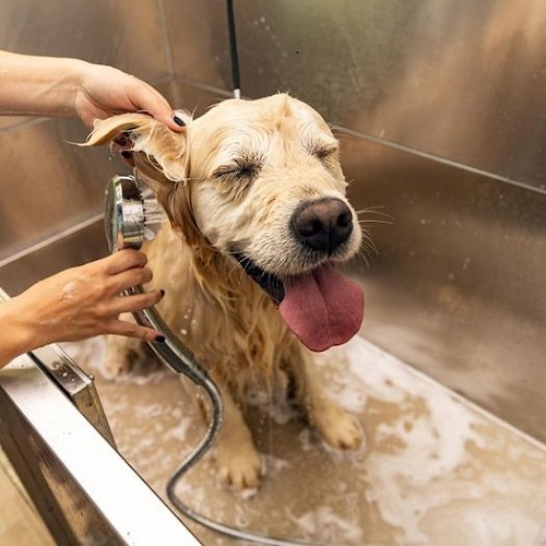 Tắm rửa cho chó Golden Retriever trong bồn tắm