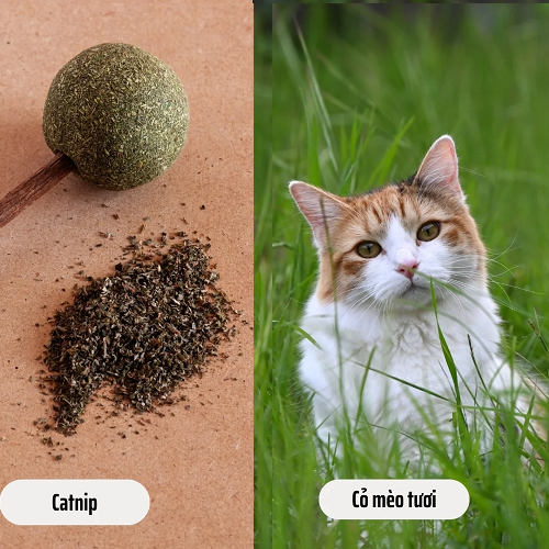 So sánh catnip (cỏ bạc hà) với cỏ mèo tươi – hỗ trợ thư giãn và tiêu hóa cho mèo.