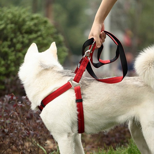 Dây dắt yếm đỏ cho chó lớn khi đi dạo ngoài trời