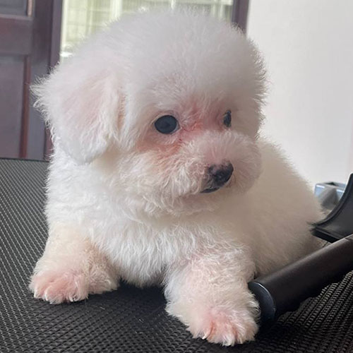 Chó Teacup trắng nhỏ nhắn được rao bán trên Chợ Tốt với mức giá hợp lý.