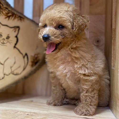 Chó Poodle con lông vàng mơ đáng yêu, miệng há cười.