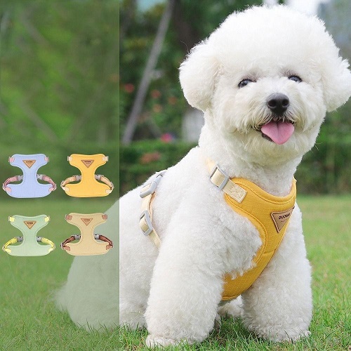 Chó trắng đeo dây yếm vàng dễ thương ngoài trời