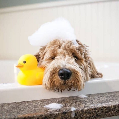 Dịch vụ spa chó thư giãn với bọt tắm tại Chomeocanh.com