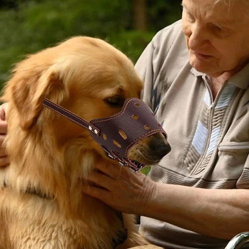 Cách đeo rọ mõm da cho chó Golden Retriever