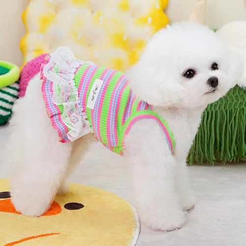Chó Poodle trắng mặc váy sọc hồng xanh đáng yêu