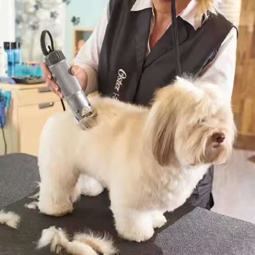 Dịch vụ cạo lông chó chuyên nghiệp tại Chomeocanh.com