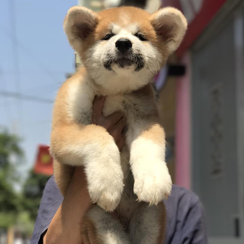Chó Akita Inu con màu vàng trắng được bế lên, lông dày, mặt tròn, tai cụp nhẹ, dễ thương
