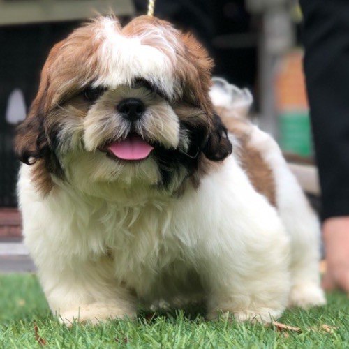 Chó Shih Tzu giá bao nhiêu năm 2024?