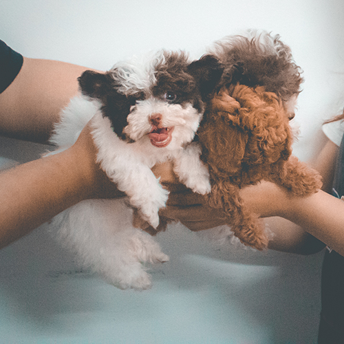 Hai chú chó Poodle con màu trắng-nâu và nâu-đỏ đang được bế trên tay.