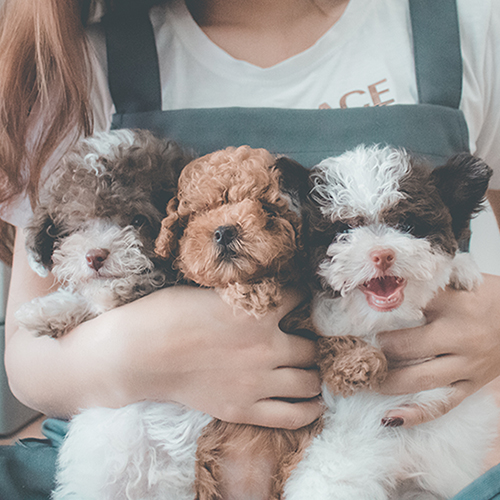 Ba chú chó Poodle con lông nhiều màu sắc được ôm trong vòng tay.