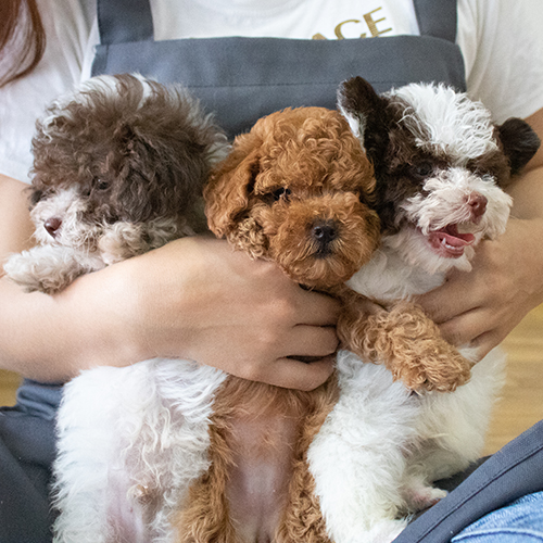 Ba chú chó Poodle con nhiều màu được ôm trong vòng tay.