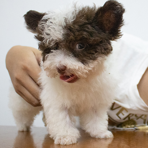 Chó Poodle Bò Sữa nâu trắng nhỏ nhắn, đáng yêu.