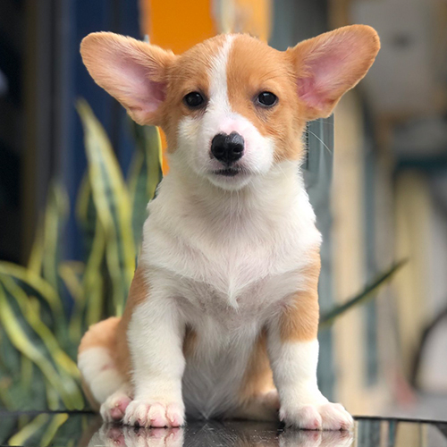 Chó Corgi thuần chủng ngồi nghiêm túc, bộ lông vàng trắng mượt mà