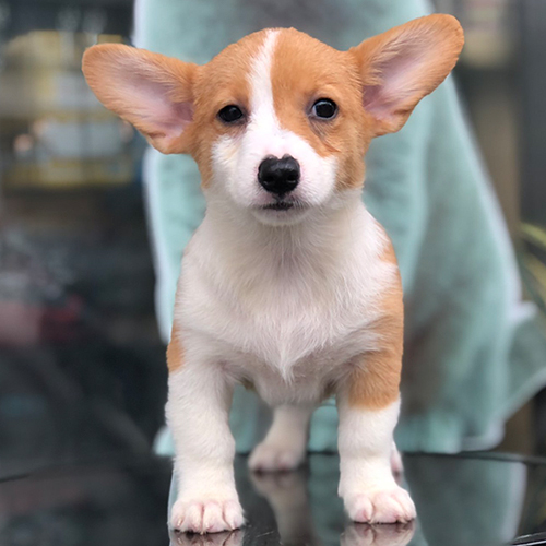 Chó Corgi con chân ngắn tai to đang đứng nghiêm trang