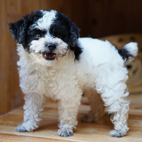 Chó Poodle đen trắng đáng yêu với bộ lông xoăn tự nhiên.
