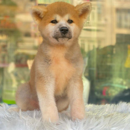Chó Akita con màu vàng ngồi trên thảm trắng.
