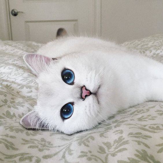 mèo Aln có dễ nuôi