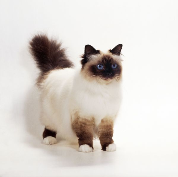 mèo Birman Miến Điện