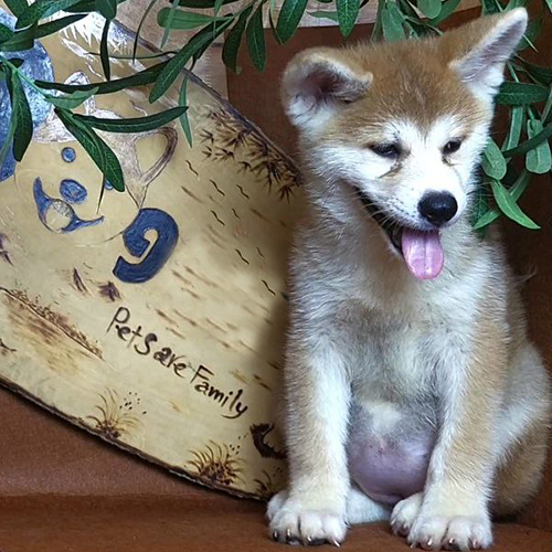 Chó Akita Inu con lông nâu trắng, ngồi nghiêng, biểu cảm dễ thương và thân thiện.