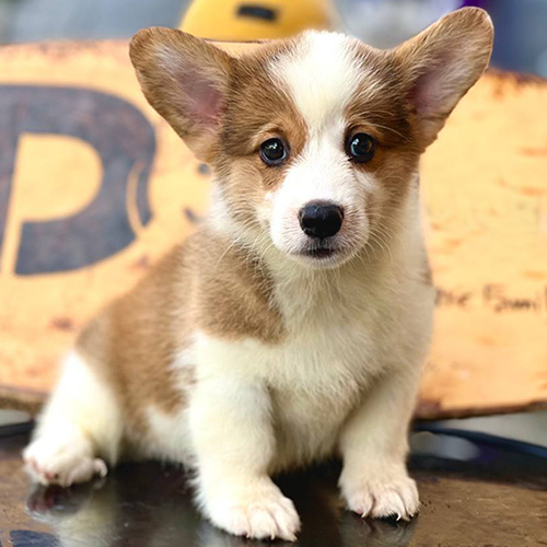 Chó Corgi chibi lông vàng trắng đáng yêu.