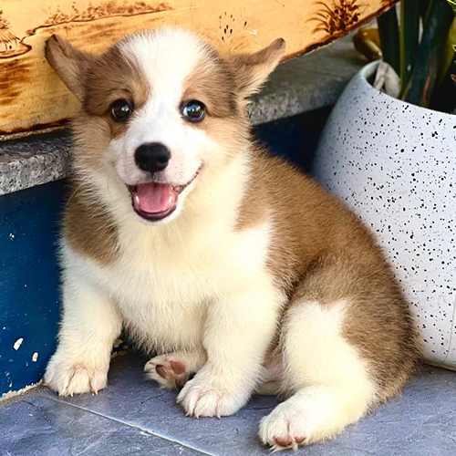 Chó Corgi béo mập ngồi cười tươi bên chậu cây.