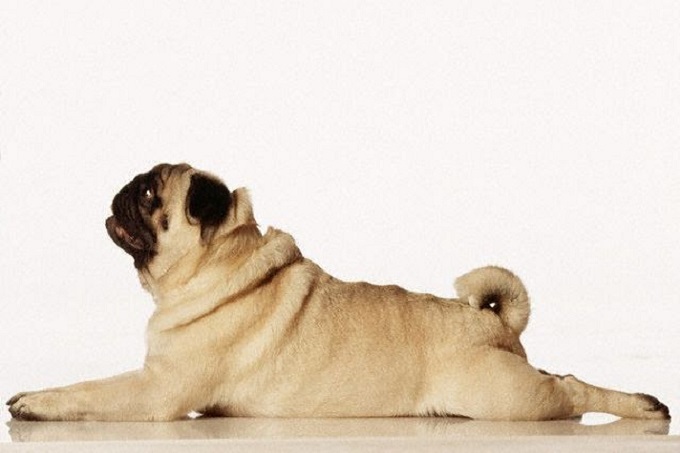 Do có bộ lông ôm sát, nên chó Pug ít ve rận hơn các loại chó lông dày khác. Bệnh ngoài da phổ biến là ghẻ, ngứa.