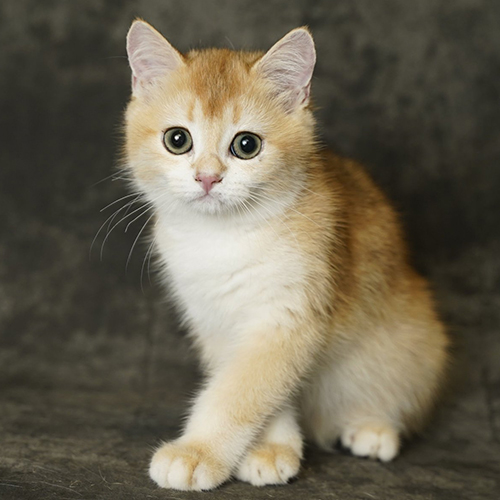 Mèo Anh lông ngắn con màu golden bicolor với đôi mắt tròn đen lay láy