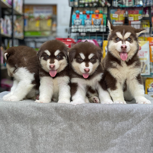 Đàn chó Alaska Malamute con thuần chủng tại Chomeocanh.com.