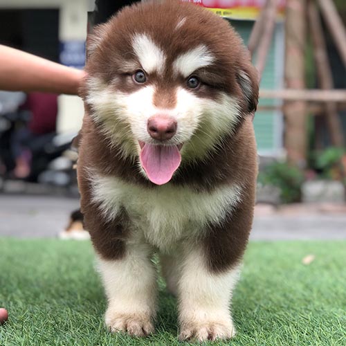 Chó Alaska con lông nâu trắng đứng trên bãi cỏ, lưỡi thè tươi tắn