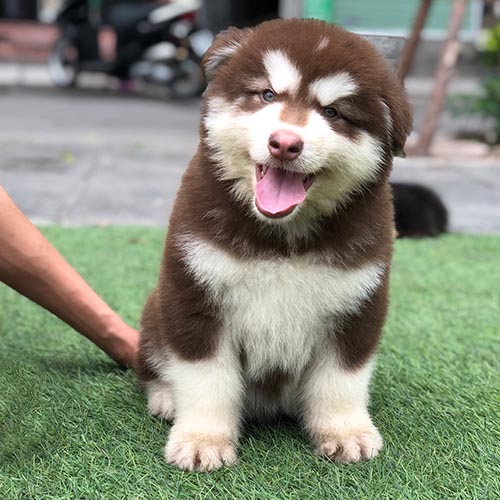 Chó Alaska con với bộ lông nâu đỏ và trắng, bộ lông dày và bồng bềnh.