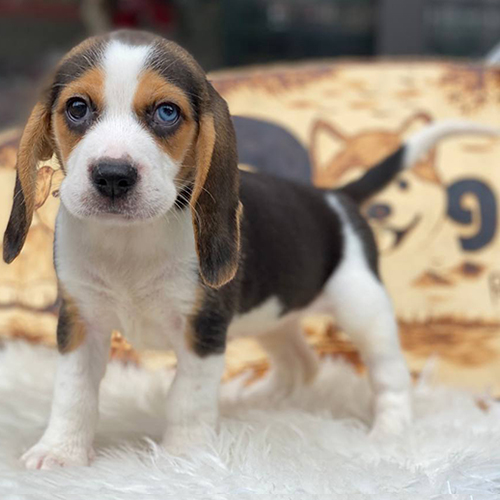 Chó con Beagle mắt xanh nổi bật đứng trên thảm trắng