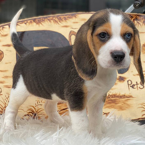 Chó Beagle con tam thể, tai dài, thân thiện và đáng yêu.