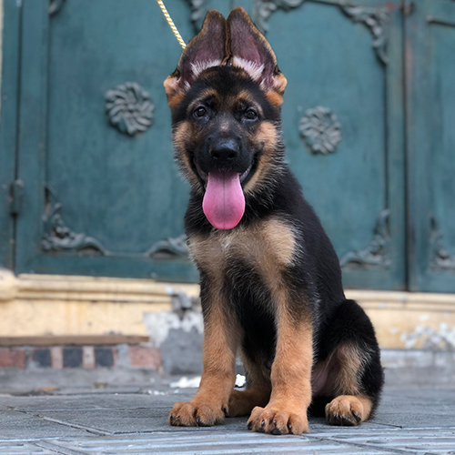 Chó Becgie Đức con ngồi ngoan trên vỉa hè, tai dựng và lưỡi thè đáng yêu.