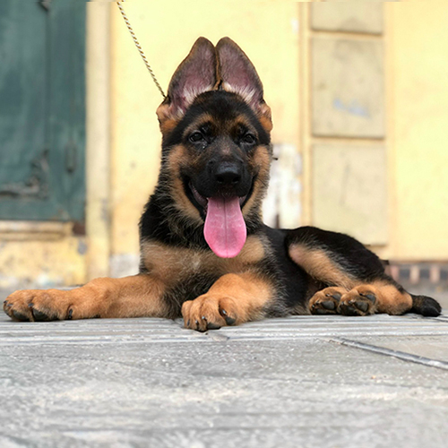 Chó Becgie Đức con nằm trên nền gạch, tai dựng đứng, lưỡi thè, biểu cảm vui vẻ