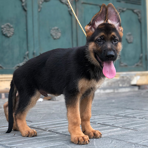 Chó Becgie Đức thuần chủng đứng oai vệ, lưỡi thè và tai dựng thẳng