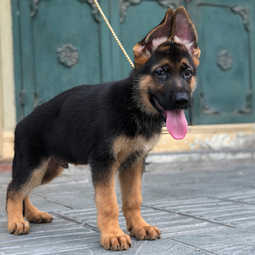 Chó Becgie Đức con đứng vững vàng, tai dựng và lưỡi thè, dáng tinh anh tại sân trước nhà.