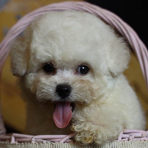 Chó Bichon trắng nằm trong giỏ hồng cực dễ thương