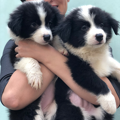Hai chú chó Border Collie đen trắng được bế trên tay, lông bông mềm mịn và gương mặt tinh anh