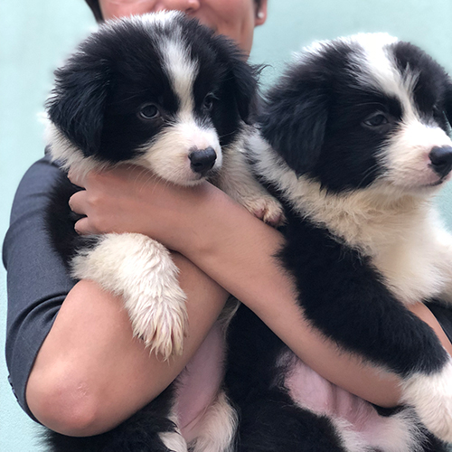 Hai chó Border Collie đen trắng con được bế trên tay
