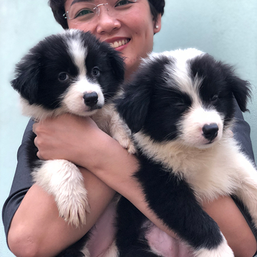 hai chú chó Border Collie đen trắng đáng yêu đang được bế trên tay, lông bông xù, ánh mắt lanh lợi