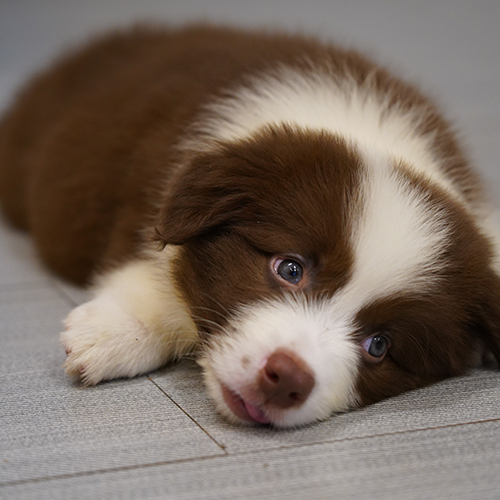 Chó Border Collie nâu đỏ đang nằm thư giãn sau khi được chải lông đúng cách