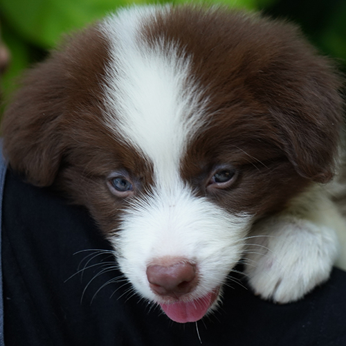 cận mặt chó Border Collie nâu đỏ thuần chủng, nằm tựa vào tay, lưỡi hồng thè nhẹ, mắt long lanh
