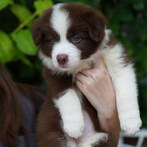 Chó Border Collie con màu nâu đỏ được bế trên tay